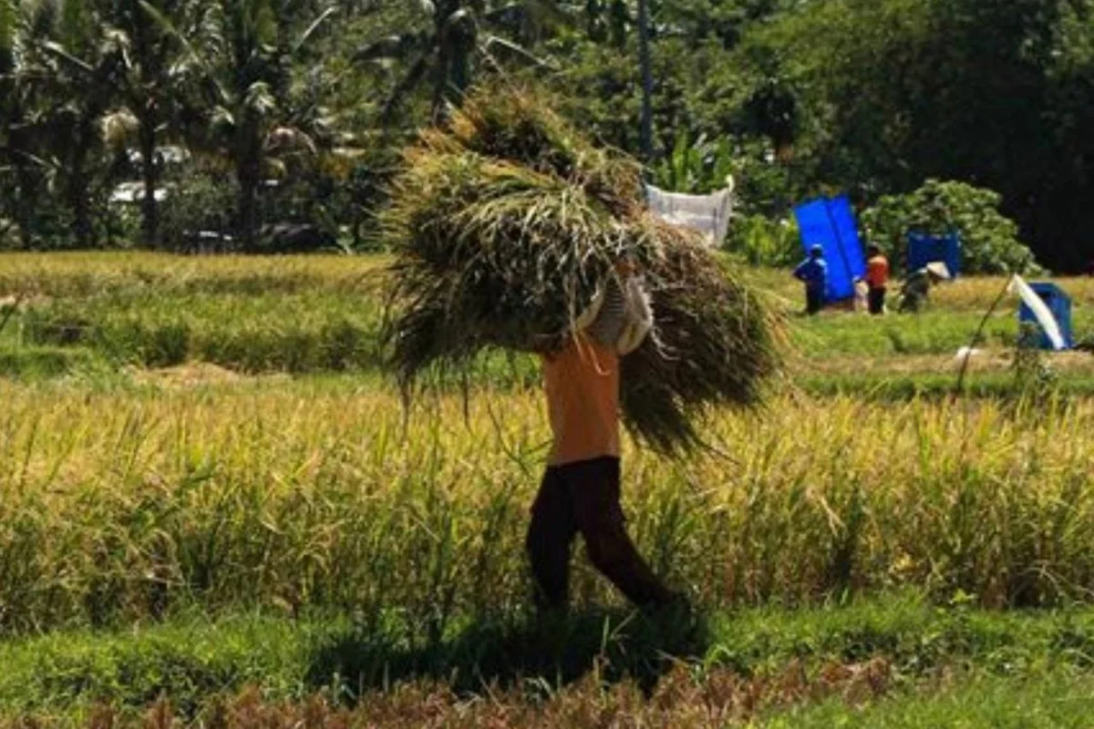 Kelatahan Petani Sumatera Barat: Bertani dengan Naluri, Kalah oleh Sistem Negara Maju