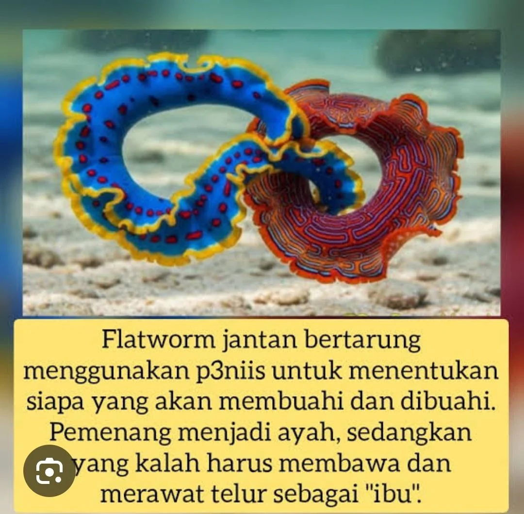 🧬 Duel Seks Paling Unik di Laut: Fenomena "Penis Fencing" pada Cacing Pipih
